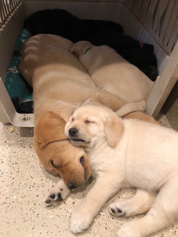 Baby Rusty with half sister Pancake