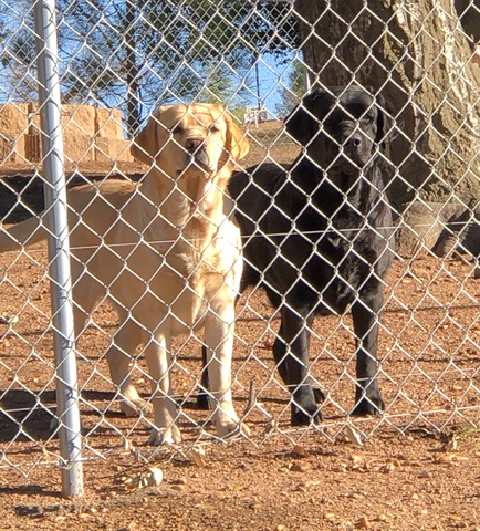 Nellie and mom Indy