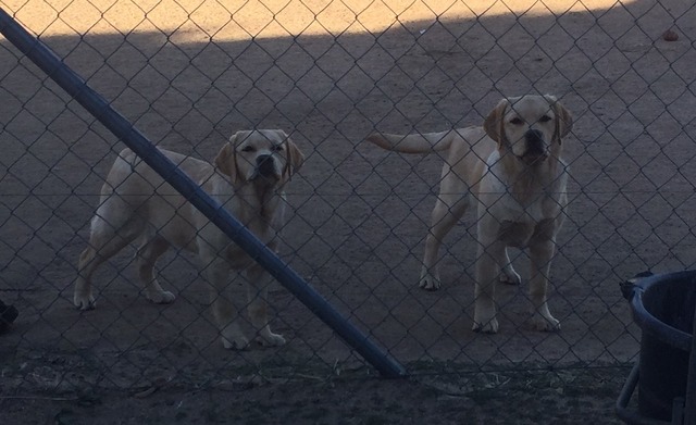 Nellie and brother Willie at 4 months