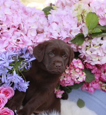 Phoebe 8 weeks