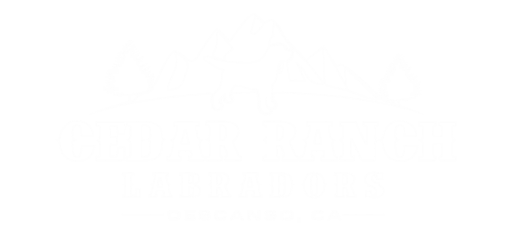 Cedar Ranch Labrador Retrievers