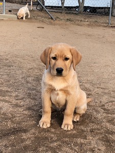 Rusty 3 months