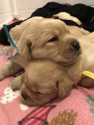 Baby Rusty, 3 weeks old