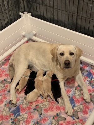 mabel with first litter